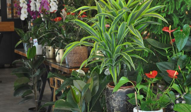 Çiçekçilerden bitkilerin yazlık bakım konusunda önemli uyarı