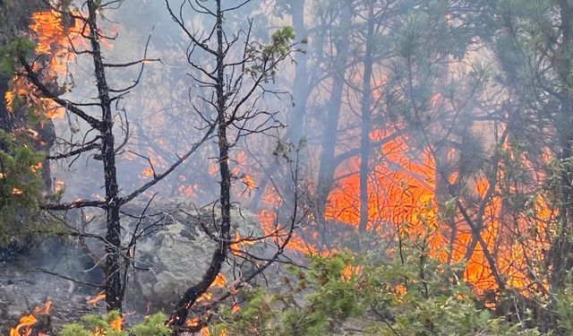 Seyitgazi'deki orman yangınına müdahale sürüyor