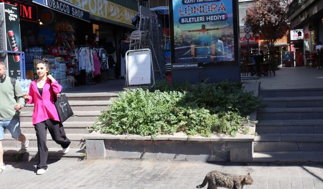 İki merdiven boşluğunda atılan karpuz çekirdekleri yeşerip meyve verdi