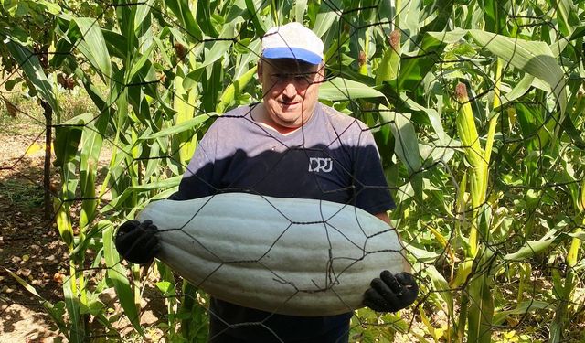 Kütahya'da çiftçi 30 kilo gelen kabak yetiştirdi