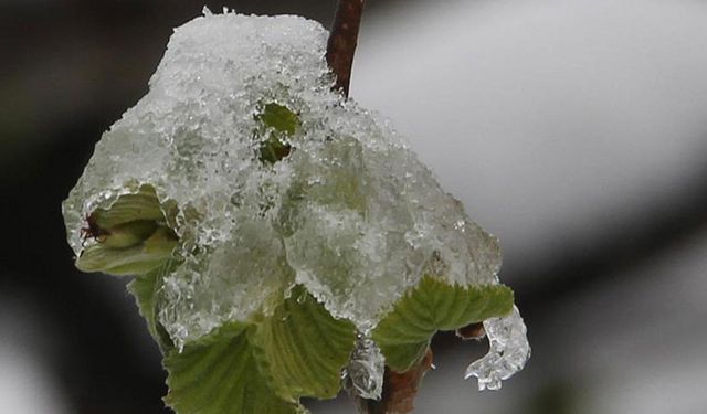 Eskişehirli çiftçiler dikkat: Zirai don uyarısı yapıldı