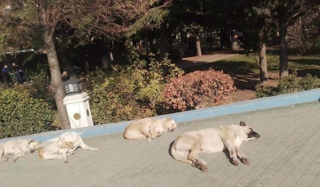 Eskişehir'de Sokak Köpeklerinin Soğuğa Karşı Güneşli Çözümü