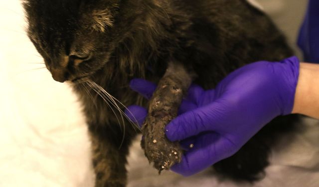 Lastikle patisi bağlanan kedi ayağını kaybedebilir