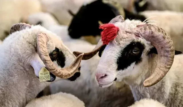 Tepebaşı'nda ücretsiz kurban kesim alanı hazır