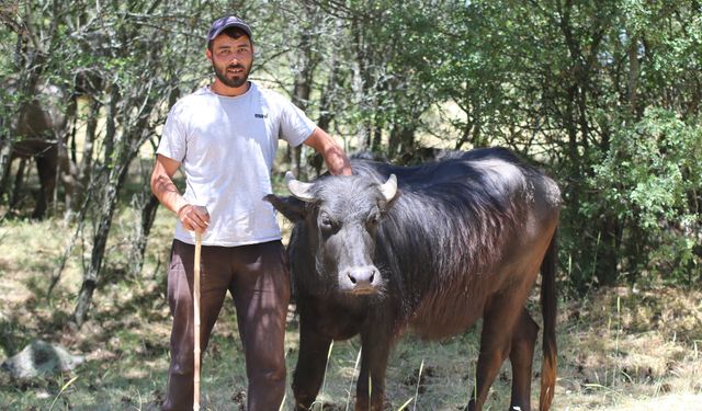 Doğal ürünler için hayvanlar kilometrelerce yürüyor