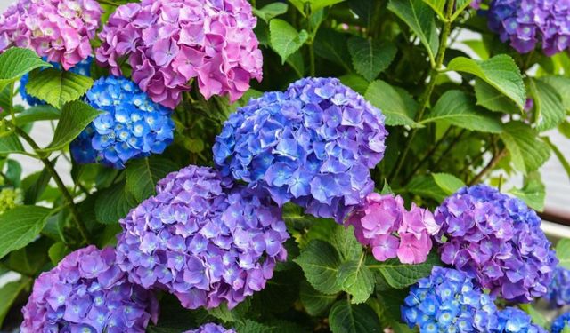 Buket İçin Bir Neden: Ne Zaman Ortanca Hediye Edilmeli?