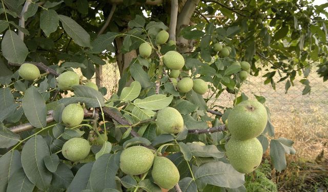 Sertifikalı Ceviz Fidanı ile Verimli Bahçeler