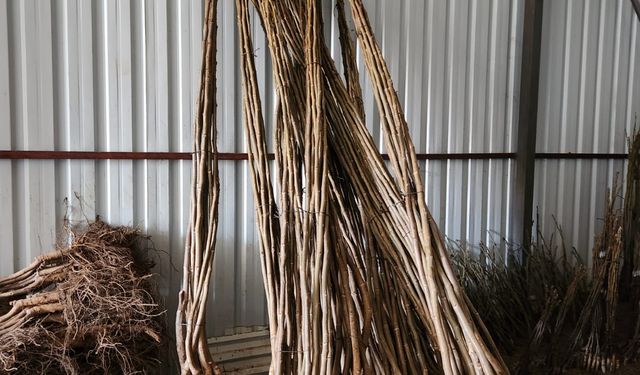 Ziraat Fidancılık Güvencesiyle Kaliteli Fidanlar