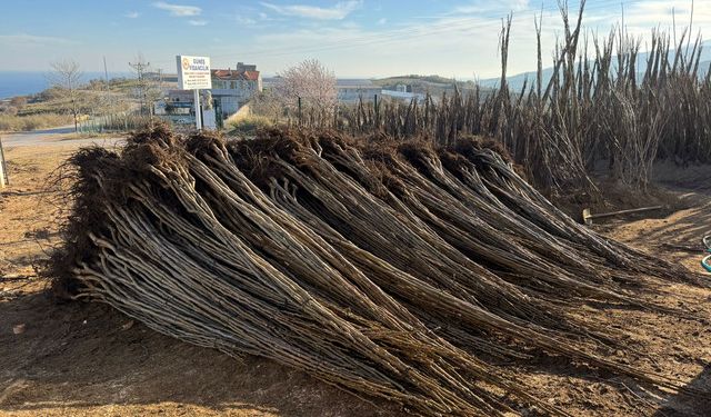 Çetnır Ceviz Fidanı ile Tanışın