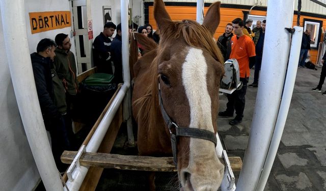 Kısraklarda Suni Tohumlama Eğitimi Tamamlandı