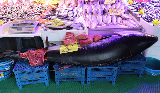 Eskişehir’de 280 Kiloluk Dev Orkinos Tezgahta Yerini Aldı