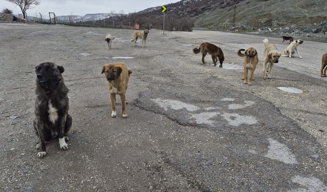 Eskişehir’de Hayvanseverlerden Kış Seferberliği: Sahipsiz Köpekler Soğukta Yalnız Değil