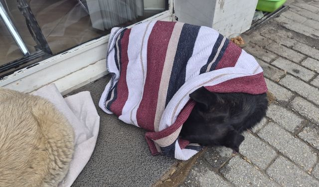 Dondurucu Soğuk Sokak Hayvanlarını da Vurdu