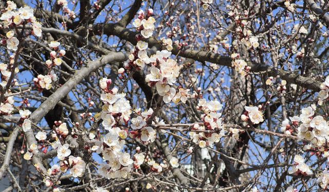 Eskişehir’de Bahar Erken Geldi: Kayısı Ağaçları Çiçek Açtı