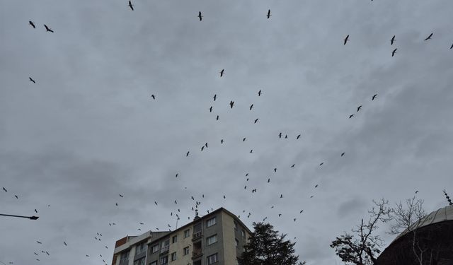 Eskişehir’de Leyleklerin Gökyüzündeki Dansı Büyüledi