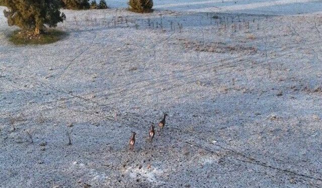 Eskişehir’de Dron Kamerasına Yansıyan Masalsı Geyik Koşusu