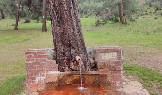Eskişehir’in orman içinden fışkıran şifalı maden suyu çeşmesi ziyaretçi akınına uğruyor