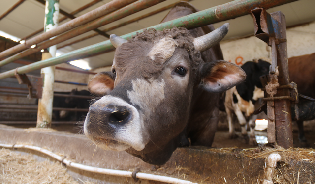 Kurban Bayramı Öncesi Erken Yoğunluk