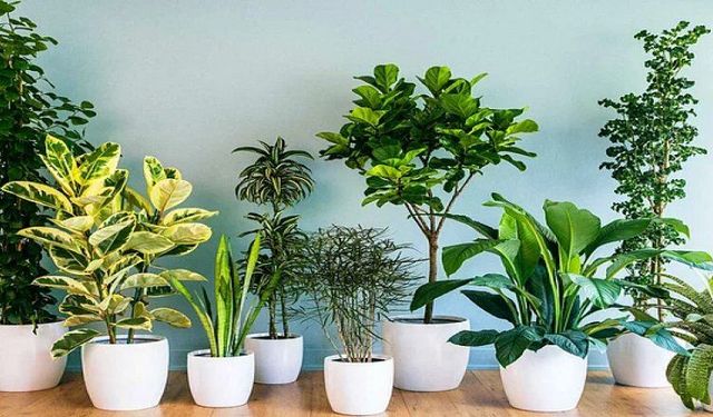 Evde Sebze ve Meyve Nasıl Yetiştirilir? Balkon ve Bahçe İçin Pratik Rehber