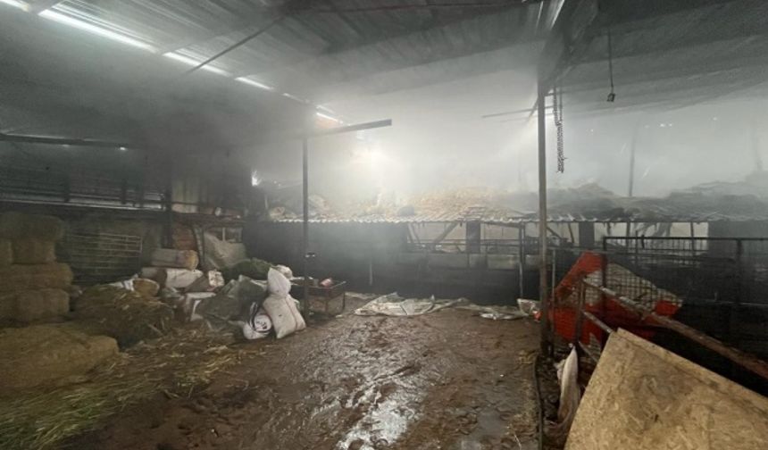 Eskişehir'deki ağıl yangınında 80 hayvan telef oldu