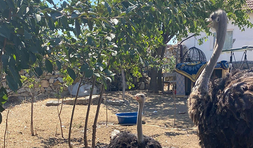 Eskişehir'de deve kuşları firar etti: Jandarma her yerde arıyor