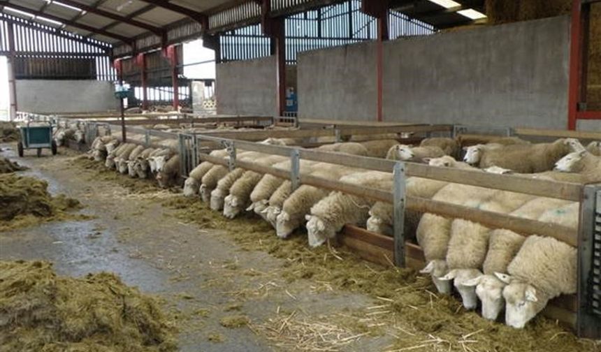 Ahır-ağıl yapımı ve makine-ekipman alımına hibe desteği