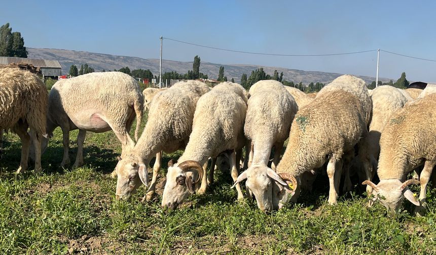 30 dekar maydanoz tarlasında koyunlar otluyor