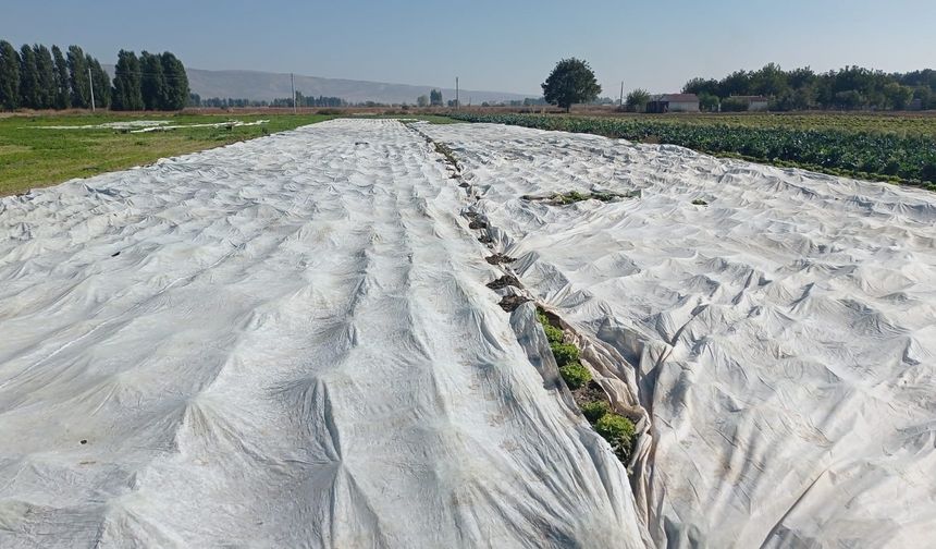 Çiftçiler tarım ürünlerini branda ile korudu