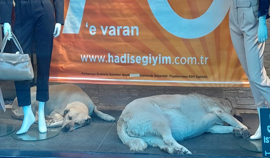 Vitrinde yatan köpekler, vatandaşları gülümsetti