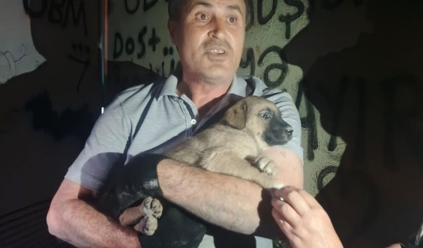 Trafoya giren köpek kurtarıldı