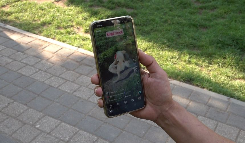 Köpek dövüşüne büyük tepki