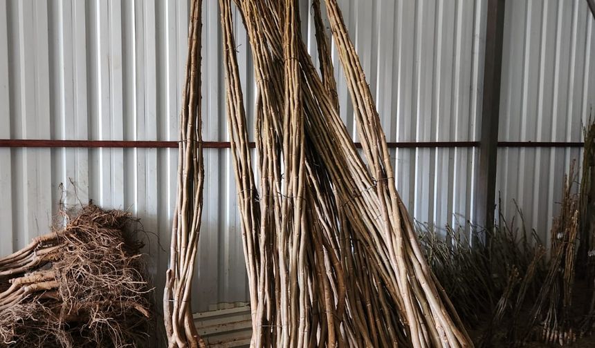 Ziraat Fidancılık Güvencesiyle Kaliteli Fidanlar