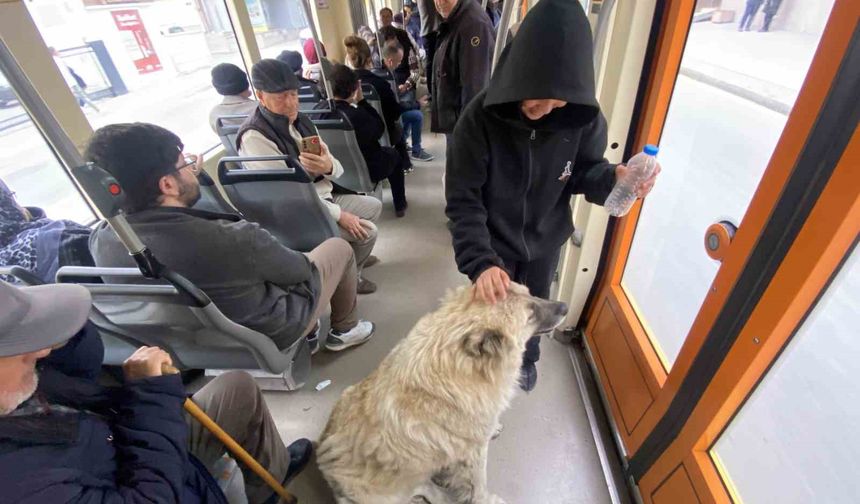 Tramvay Yolculuğuna Çıkan Köpek Yolcuların İlgi Odağı Oldu