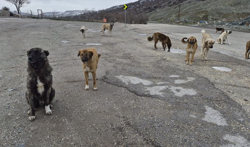 Eskişehir’de Hayvanseverlerden Kış Seferberliği: Sahipsiz Köpekler Soğukta Yalnız Değil