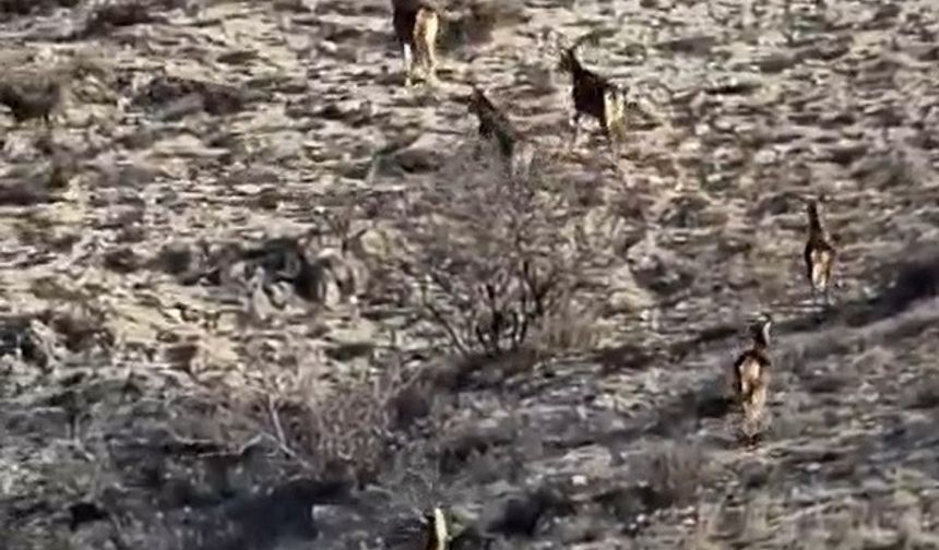 Eskişehir Kırsalında Doğa Şöleni: 8 Geyik Kameralara Yansıdı