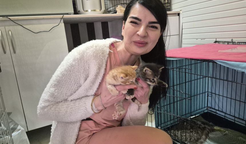 Eskişehir’de akıllı kedi yardımı veteriner kapısında buldu: 4 yavru dünyaya geldi