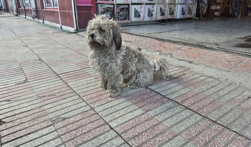 Sanayinin "Siyah" Beyazlı Maskotu Görenleri Şaşırtıyor