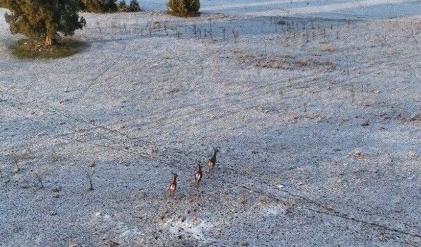 Eskişehir’de Dron Kamerasına Yansıyan Masalsı Geyik Koşusu