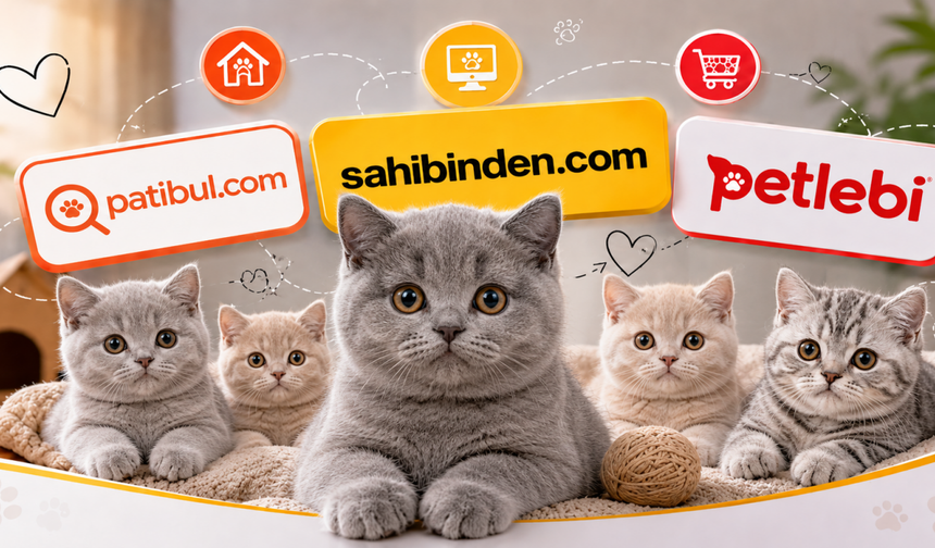 Türkiye’nin En İyi British Shorthair İlan Sitesi
