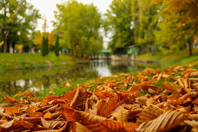 Eskişehir’de sonbaharın gelişiyle sarının tonlarına bürünen ağaçlar ve dökülen yapraklar kartpostallık manzaralar oluşturdu.