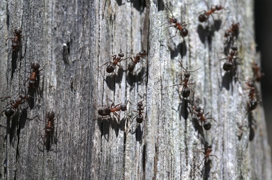 Eskişehir&#039;de bulunan ve ormandaki zararlı böceklerle mücadele eden kırmızı orman karıncaları, yılda ortalama 14,5 kilogram zararlı böceği toplayarak sağlıklı ağaçların yetişmesine katkıda bulunuyor.