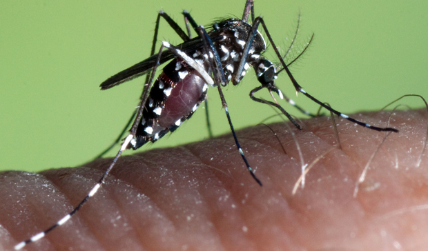 Asya kaplan sivrisineği ısırığı belirtileri nelerdir