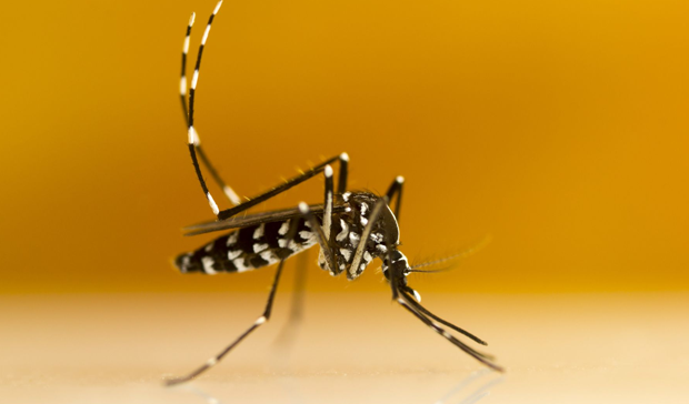 Asya kaplan sivrisineği ısırığı tedavisi nasıl olur