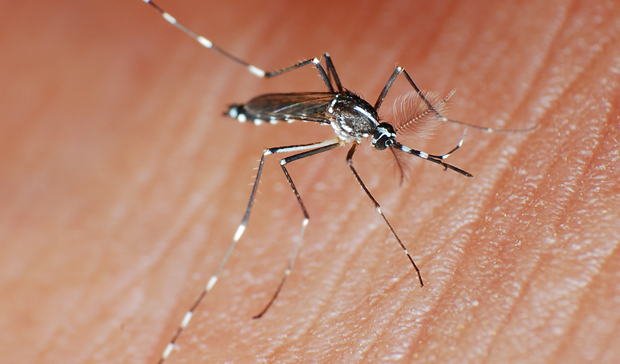 Asya kaplan sivrisineği Nedir