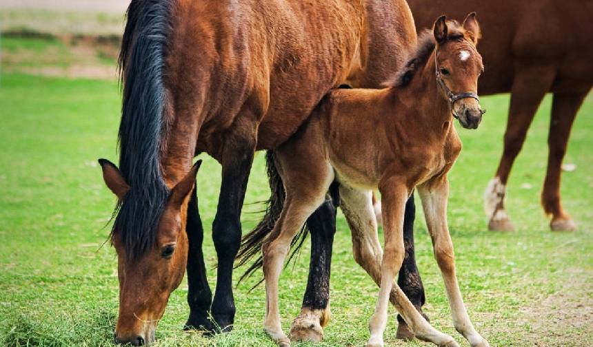 Dunyanin En Zeki Hayvanlari Hangileri (11)